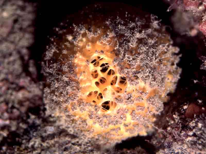 Golf ball sponge, Tethya aurantium.