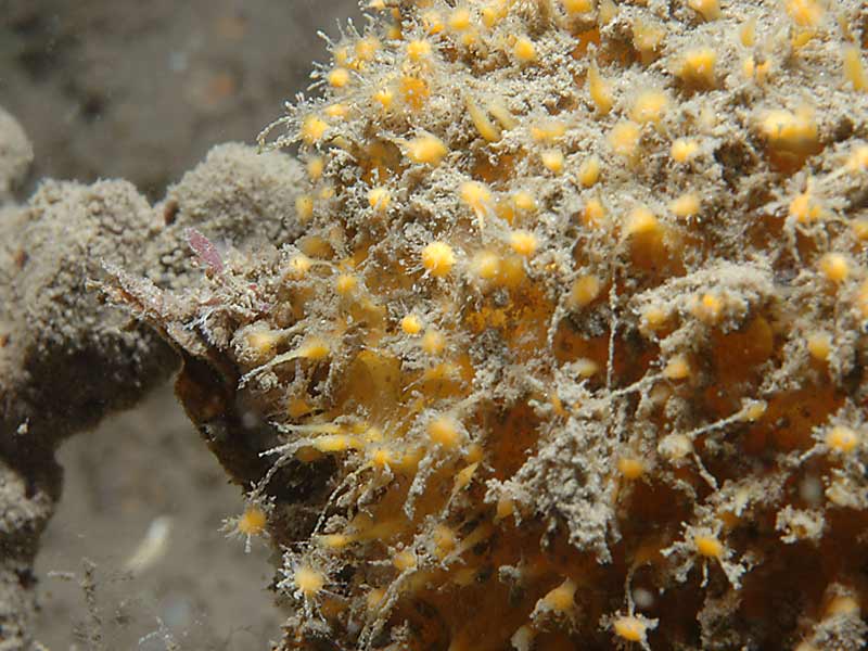 Tethya aurantium at Firestone Bay in Plymouth Sound.