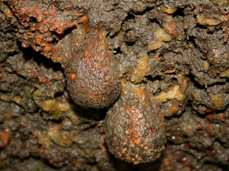 Tethya aurantium under an overhang.