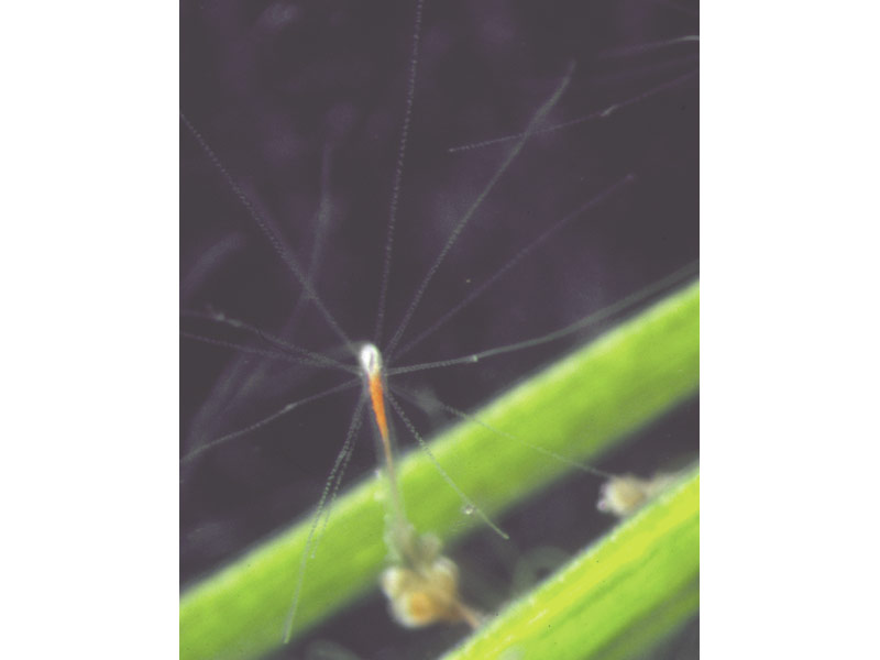 Pachycordyle michaeli on Ruppia, Goesse Meer, The Netherlands.