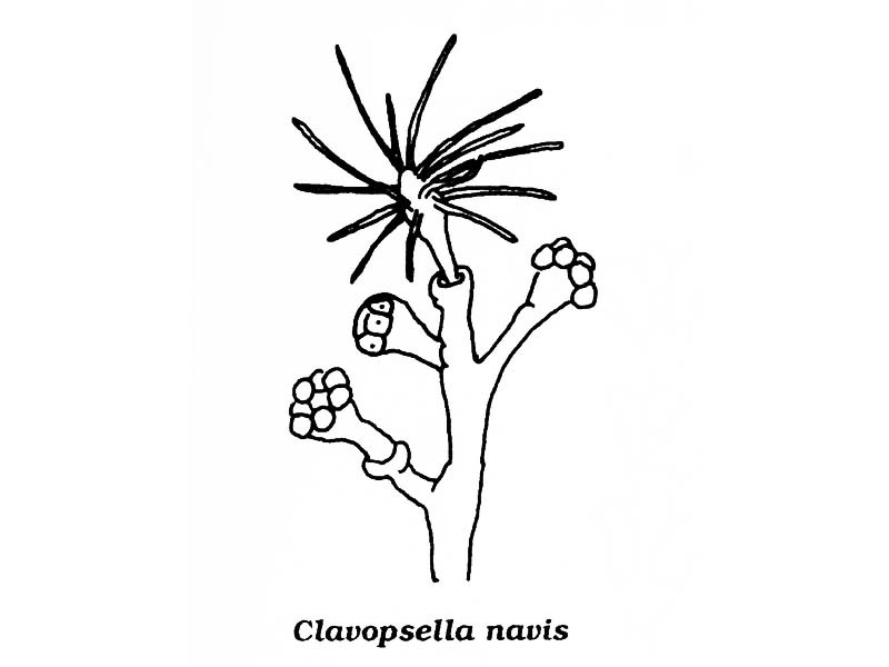 Line drawing of Pachycordyle michaeli.