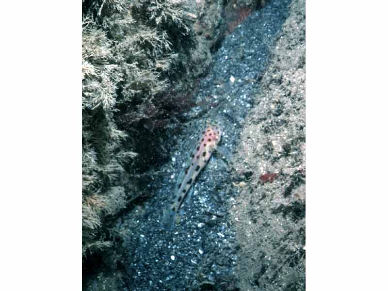 Leopard spotted goby.