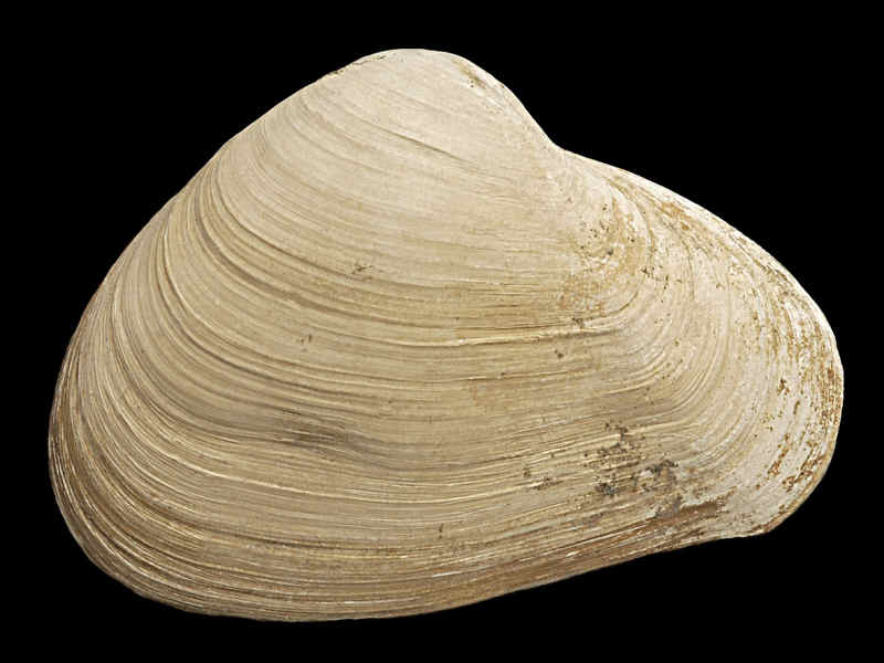 External view of Thracia convexa valve. 