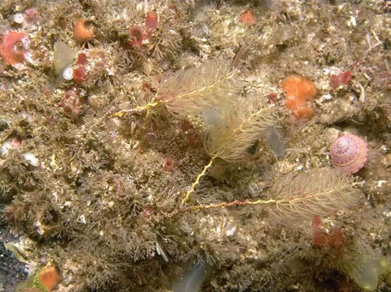 The bottlebrush hydroid Thuiaria thuja on rock.