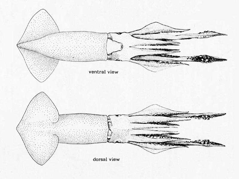 Line drawing of Todaropsis eblanae.