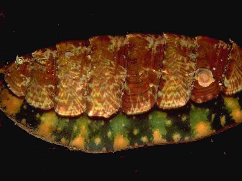 Tonicella marmorea