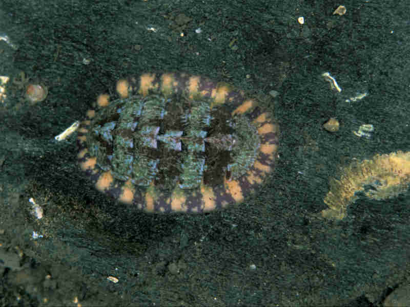 Tonicella marmorea