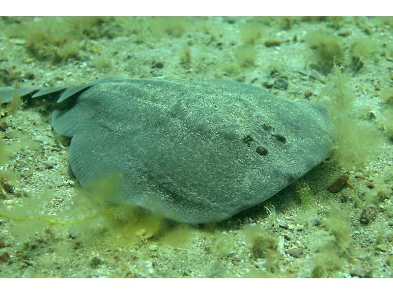 Torpedo (Torpedo) marmorata in the Channel Isles.