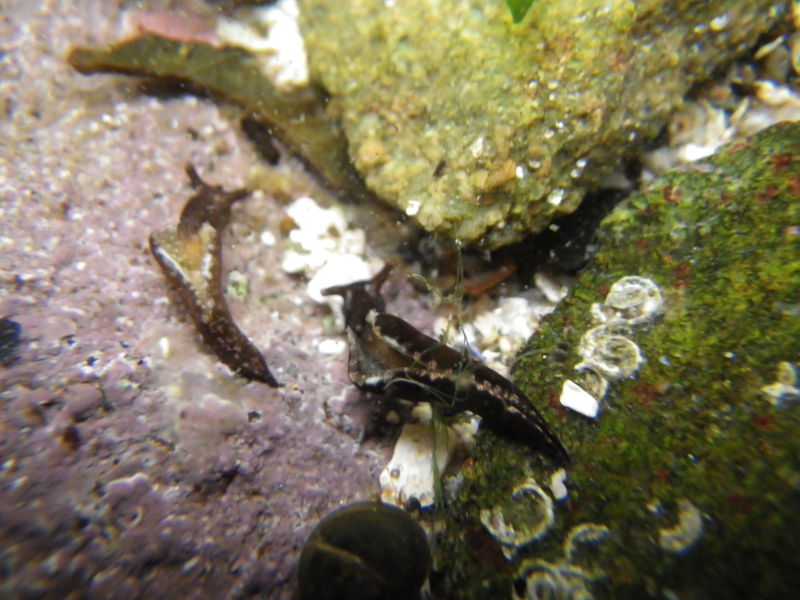 Two Elysia viridis in a rockpool.