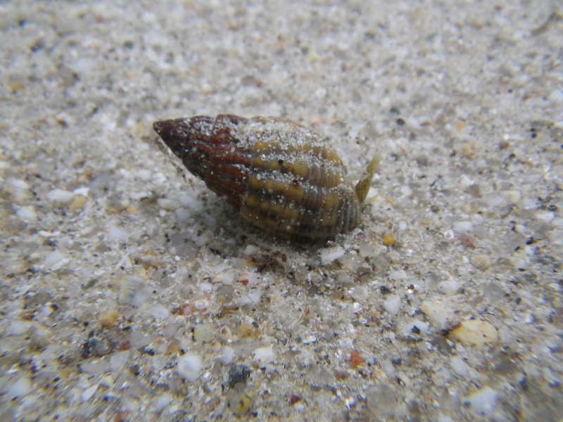 Image: The netted whelk on sediment.