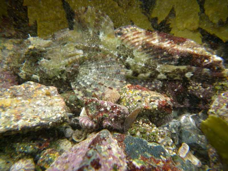 Image: A resting scorpionfish.