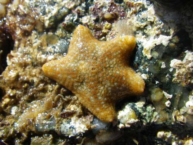 The cushion star Asterina gibbosa.