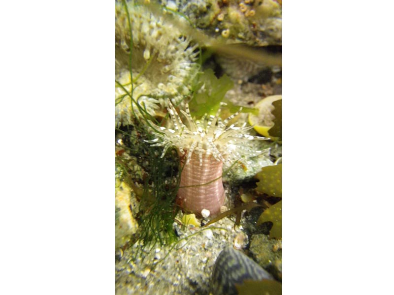 Image: A gem anemone.