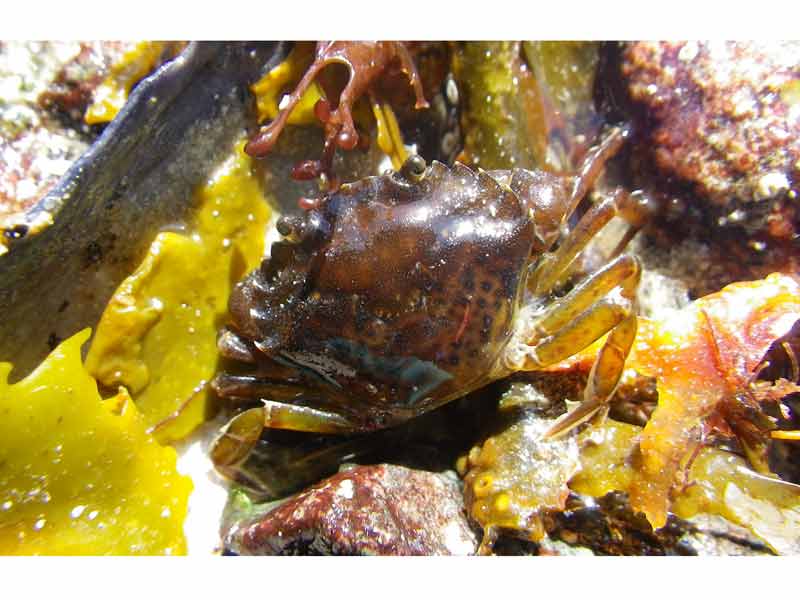 Image: a  common shore crab  in the intertidal zone.