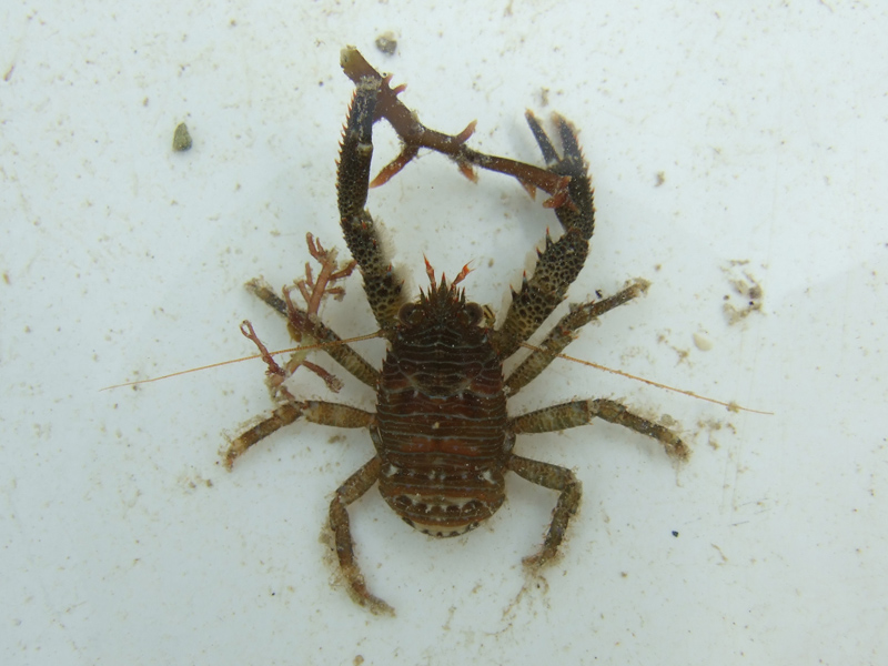 A captured squat lobster.