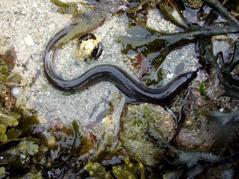 A common eel in the coastal shallows of the Isles of Scilly.
