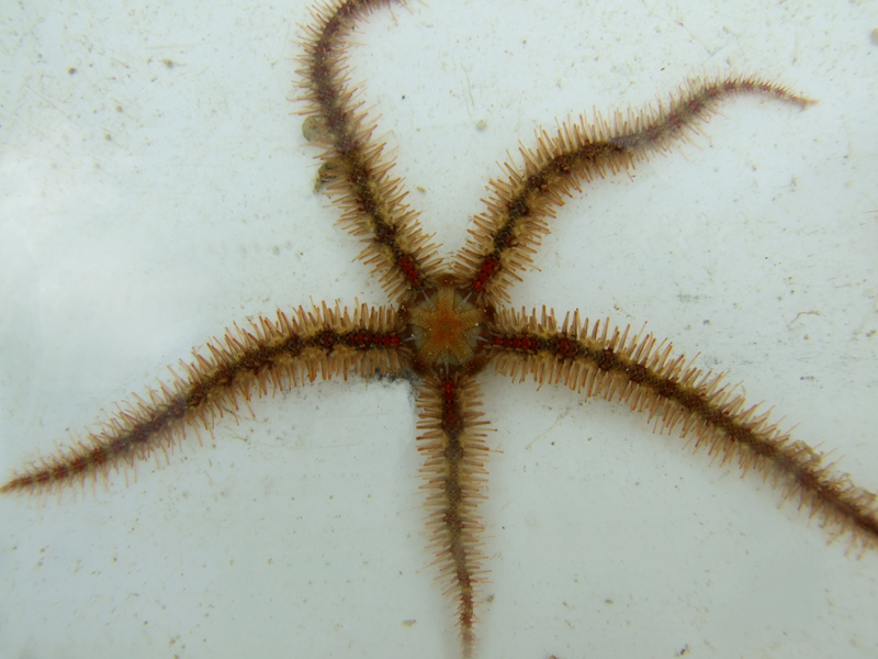 A common brittlestar Ophiothrix fragilis.