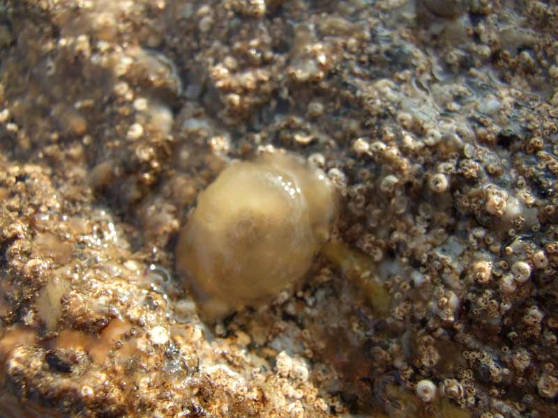 Berthella plumula on Spirorbis covered rock.