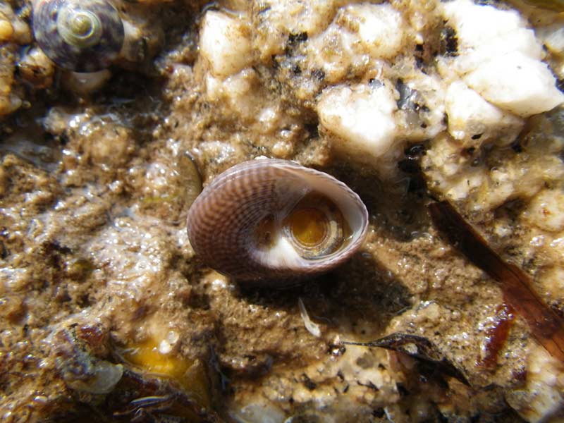 Grey top shell Gibbula cineraria showing operculum