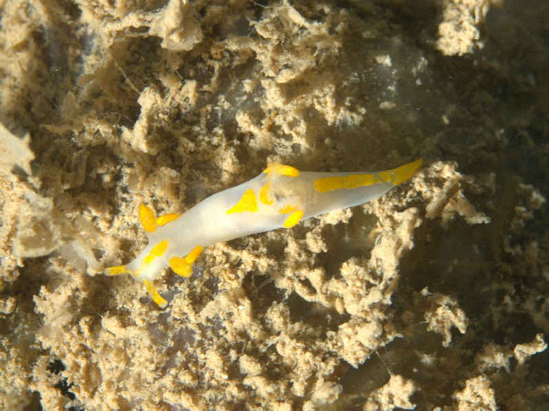 The rare sea slug Trapania maculata.