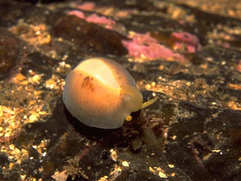 The Arctic cowrie Trivia arctica.