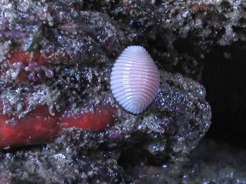 Arctic cowrie.