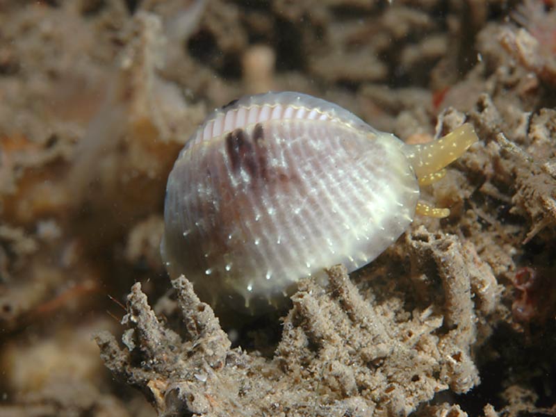 Trivia arctica at Firestone Bay, Plymouth Sound.