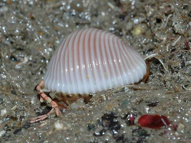 Trivia arctica in the intertidal.