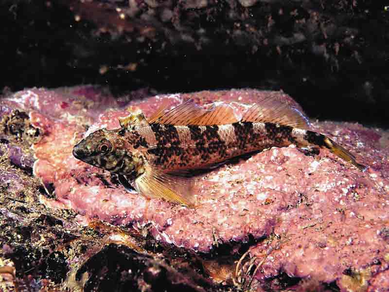 Image: The black faced blenny Tripterygion delaisi.