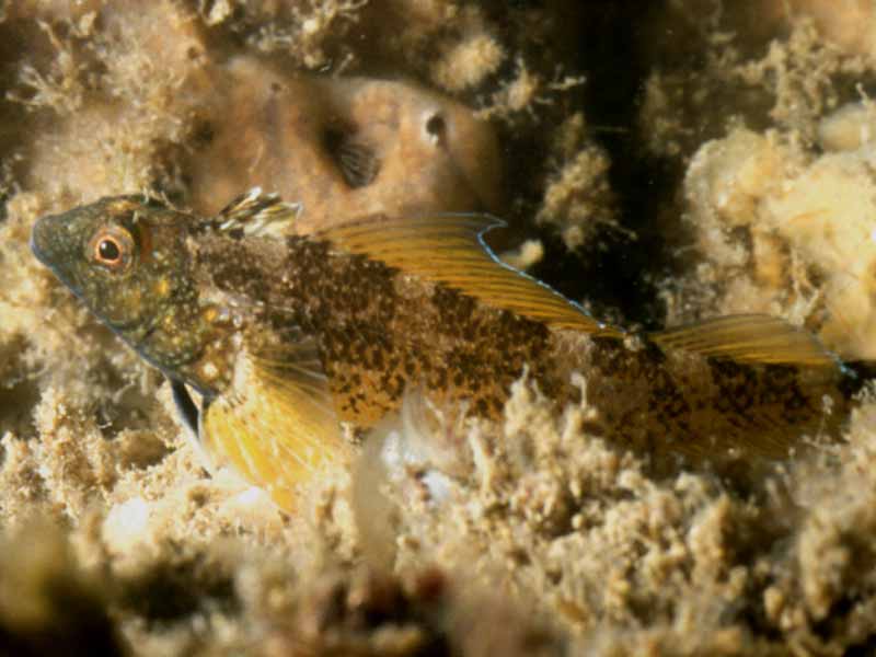 The black faced blenny, Tripterygion delaisi well blended into its surroundings.