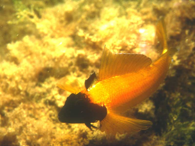 A male black faced blenny during its breeding season.