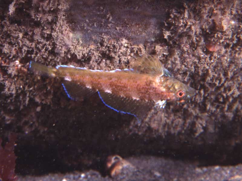 The black faced blenny, Tripterygion delaisi hanging upside down under a rocky overhang.