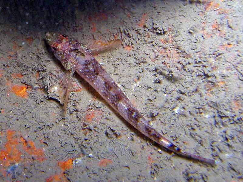 Dorsal view of Tripterygion delaisi.