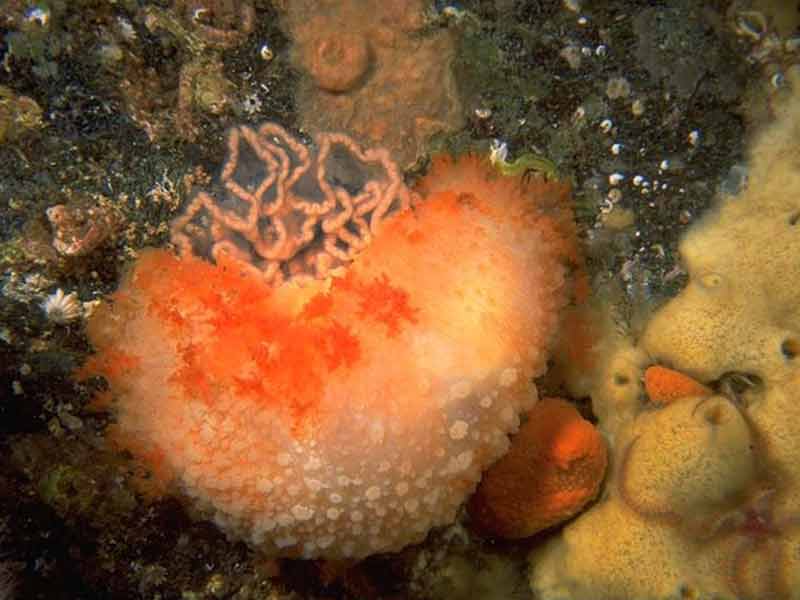 Tritonia hombergi with eggs.