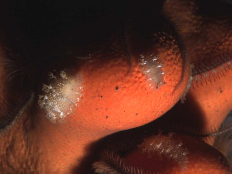 Small Tritonia hombergi feeding on dead man's fingers Alcyonium digitatum.