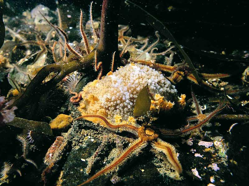 Image: Tritonia hombergi amongst brittle stars.