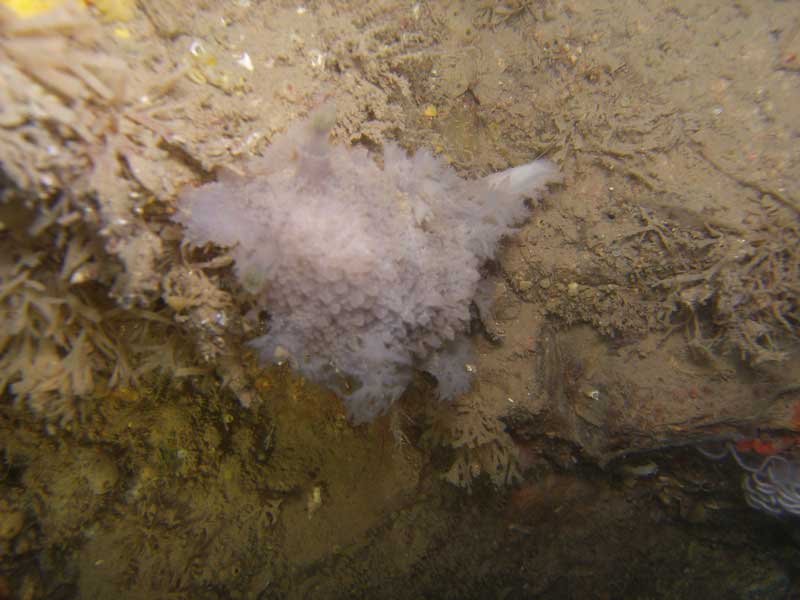 Tritonia hombergi at Morris Rogue reef near Torbay, at 12 m depth.