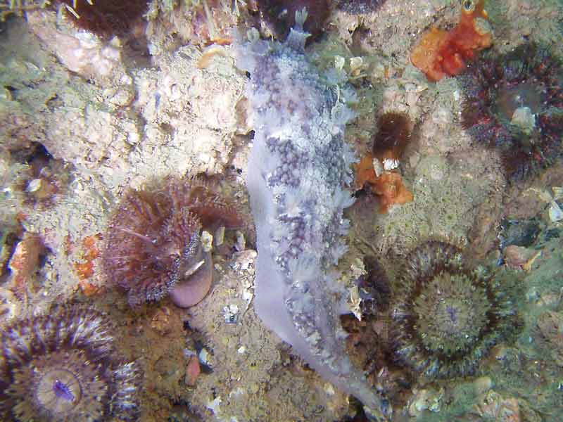 Image: Tritonia hombergi at Tucker Rock near Torbay, at 13 m depth.