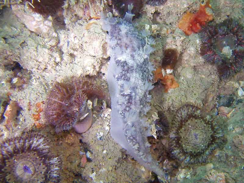 Tritonia hombergi at Tucker Rock near Torbay, at 13 m depth.