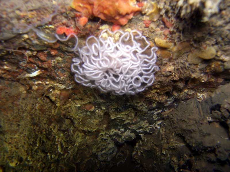 Image: Sea slug egg mass, probably of Tritonia hombergi.