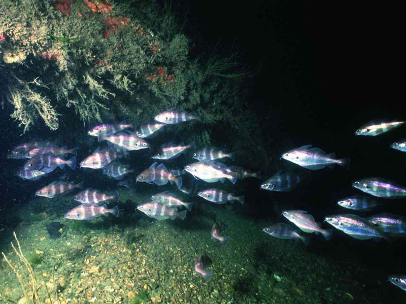 Trisopterus luscus in old ships funnel.