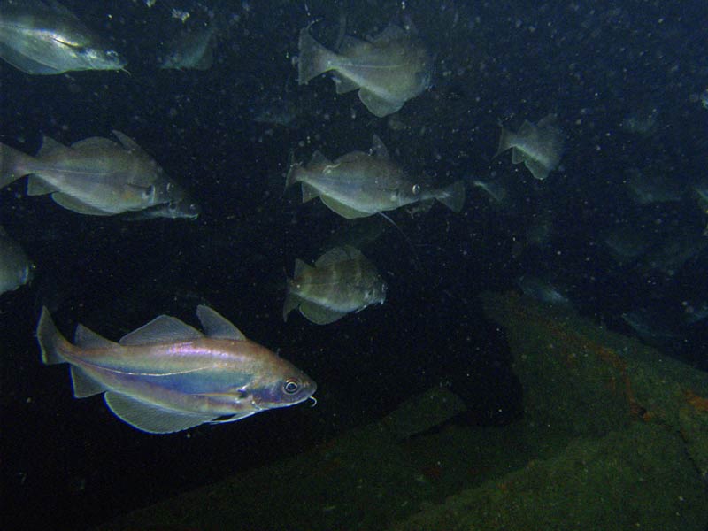 Image: Trisopterus luscus in deep waters.