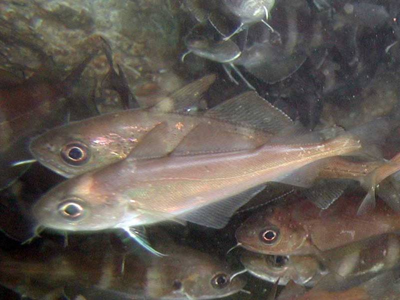 A close up view of multiple Trisopterus minutus.