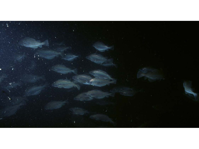 Image: The poor cod Trisopterus minutus at ca 30 m depth.