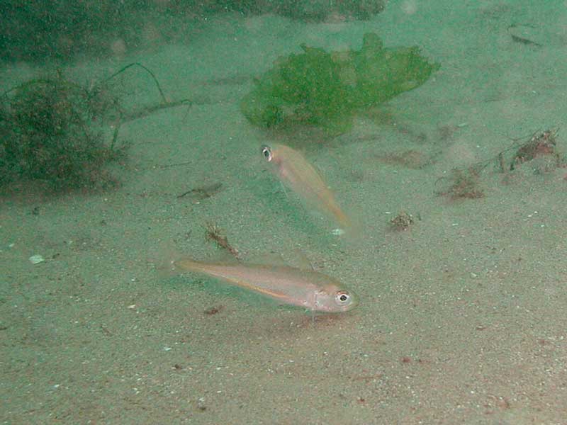 A couple of Trisopterus minutus individuals off a sandy bottom.