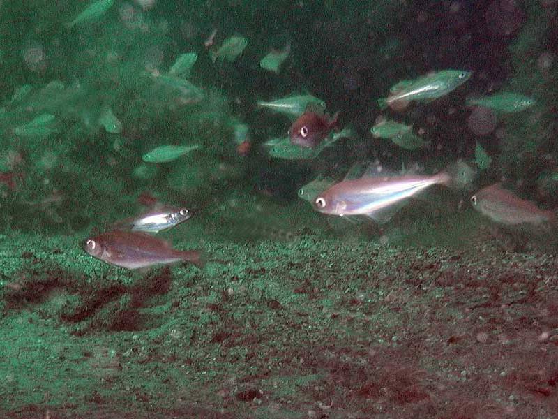 A gathering of Trisopterus minutus.