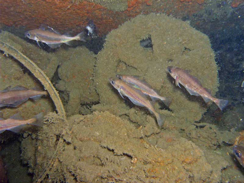 Image: Mature Trisopterus minutus shoal at Bigbury Bay.