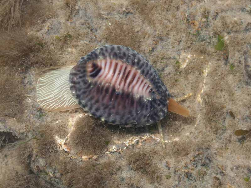 Trivia monacha in a rockpool.