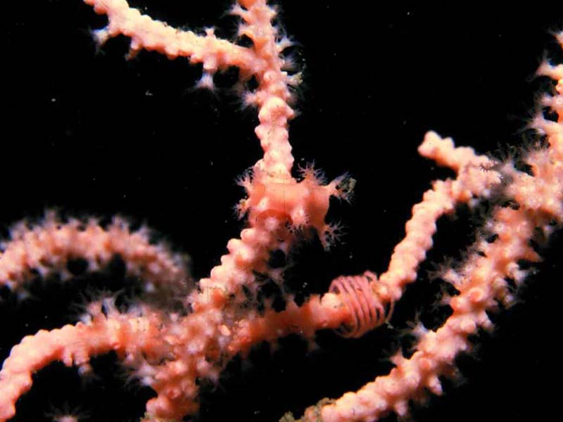 Duvaucelia odhneri and eggs on the sea fan Eunicella verrucosa.