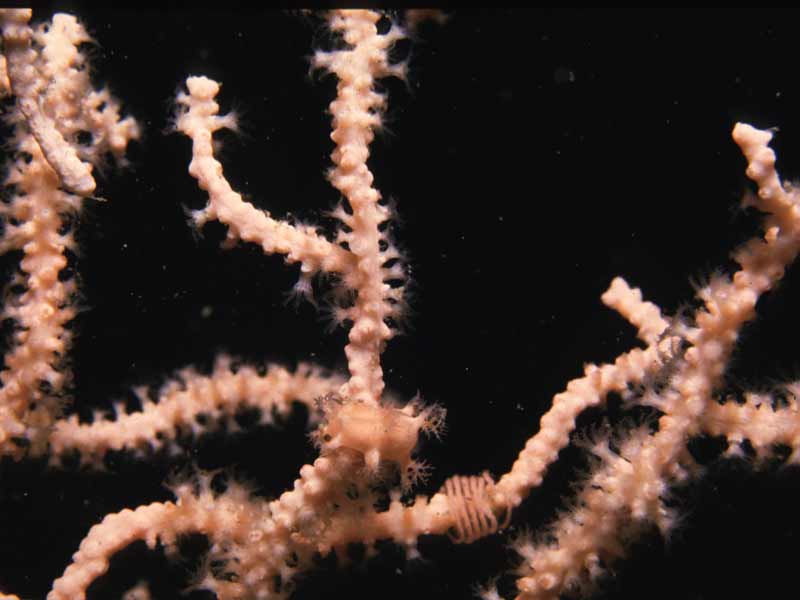 Duvaucelia odhneri on Eunicella verrucosa.